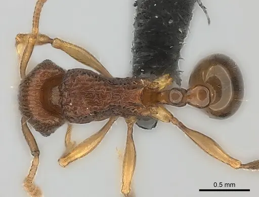 Tetramorium pseudogladius specimen