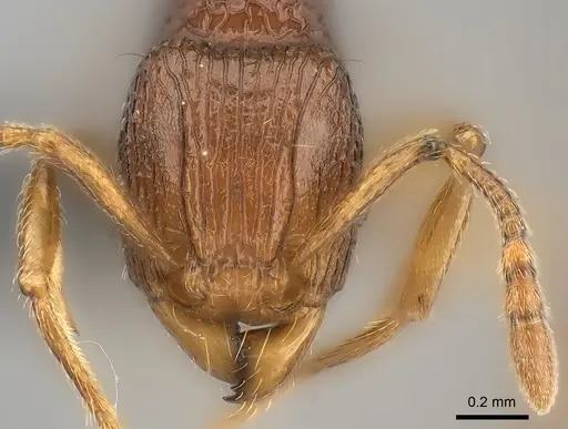 Tetramorium pseudogladius specimen