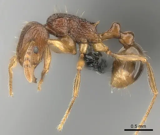 Tetramorium pseudogladius specimen