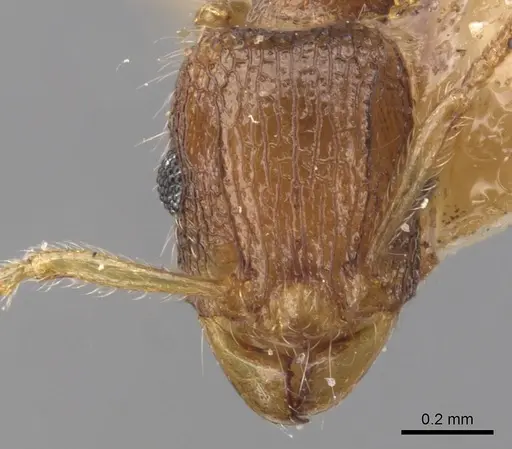 Tetramorium psymanum specimen