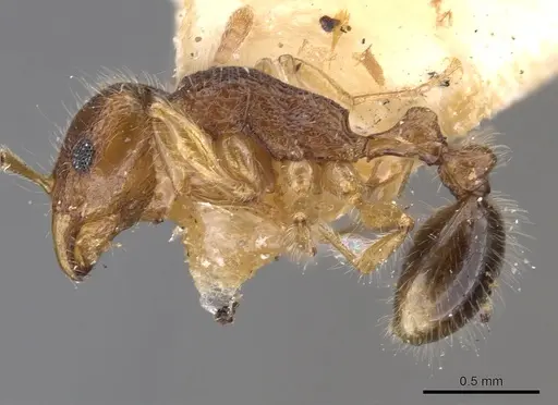 Tetramorium psymanum specimen