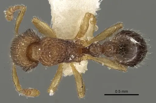 Tetramorium pulchellum specimen