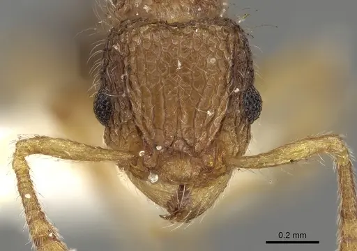 Tetramorium pulchellum specimen