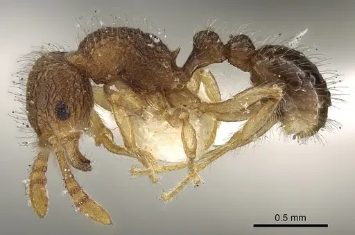 Tetramorium pulchellum specimen