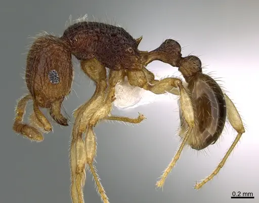 Tetramorium pulchellum - CASENT0435179