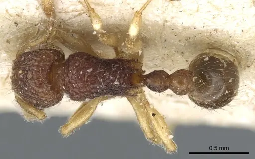 Tetramorium pulchellum - CASENT0904856