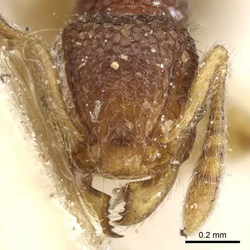 Tetramorium pulchellum - CASENT0904856