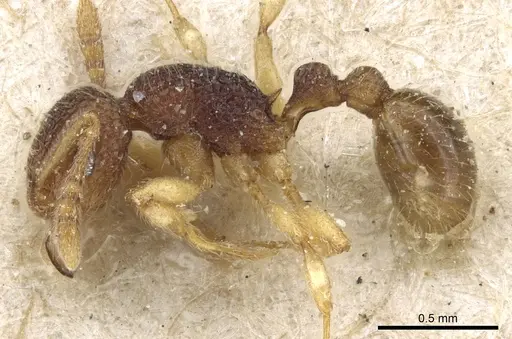 Tetramorium pulchellum - CASENT0904856