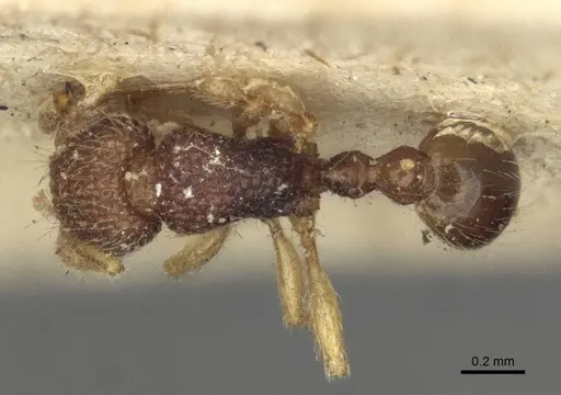 Tetramorium pulchellum - CASENT0916592