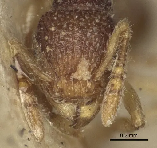 Tetramorium pulchellum - CASENT0916592