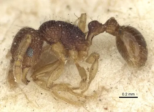 Tetramorium pulchellum - CASENT0916592