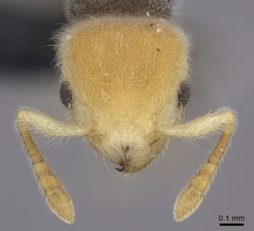 Tetramorium pulcherrimum specimen