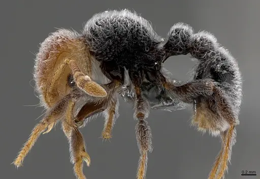 Tetramorium pulcherrimum - CASENT0363728