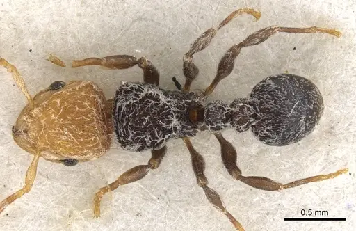 Tetramorium pulcherrimum - CASENT0901132
