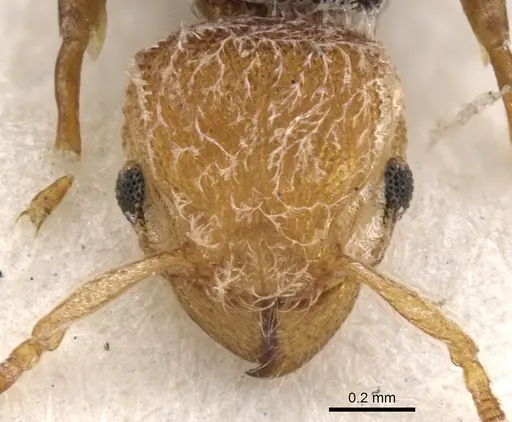 Tetramorium pulcherrimum - CASENT0901132