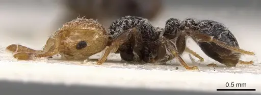 Tetramorium pulcherrimum - CASENT0901132