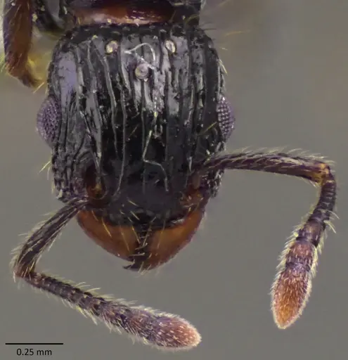 Tetramorium pullulum specimen