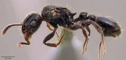 Tetramorium pullulum specimen