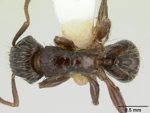 Tetramorium pullulum - CASENT0178338