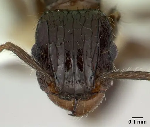 Tetramorium pullulum - CASENT0178338