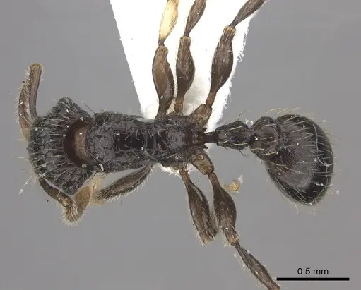 Tetramorium pullulum - CASENT0217076