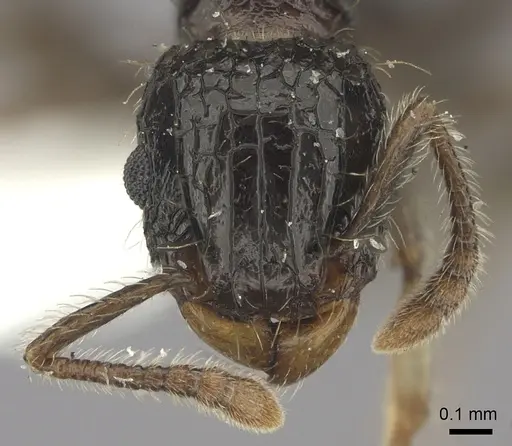 Tetramorium pullulum - CASENT0217076