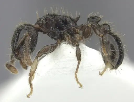 Tetramorium pullulum - CASENT0217076