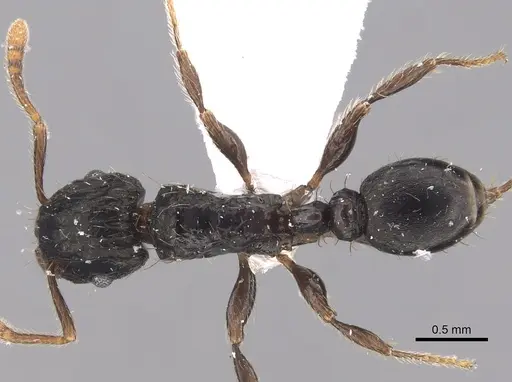 Tetramorium pullulum - CASENT0217223