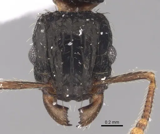 Tetramorium pullulum - CASENT0217223