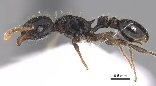 Tetramorium pullulum - CASENT0217223