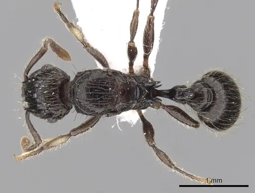 Tetramorium pullulum - CASENT0217224