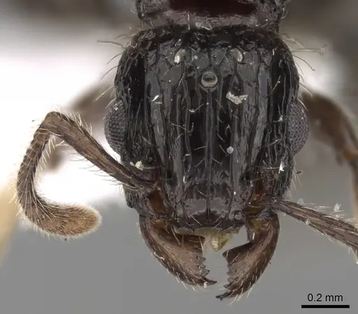 Tetramorium pullulum - CASENT0217224