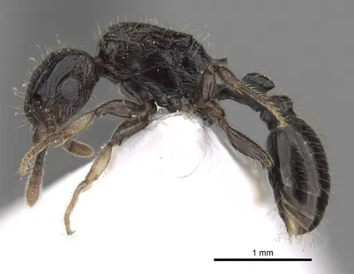 Tetramorium pullulum - CASENT0217224