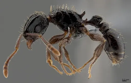 Tetramorium pullulum - CASENT0371300