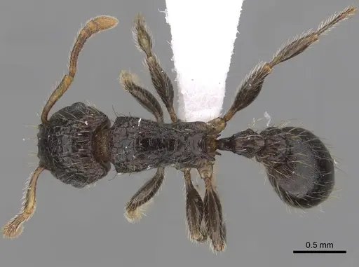 Tetramorium pullulum - CASENT0412029
