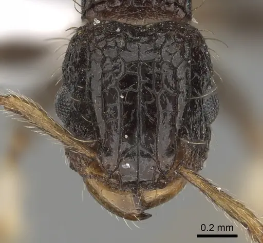 Tetramorium pullulum - CASENT0412029