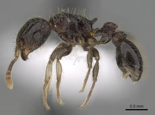 Tetramorium pullulum - CASENT0412029