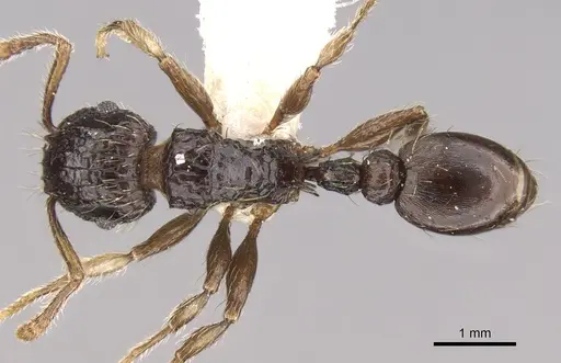 Tetramorium pullulum - CASENT0906124
