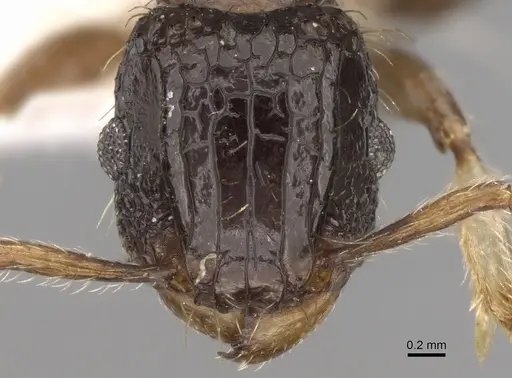 Tetramorium pullulum - CASENT0906124
