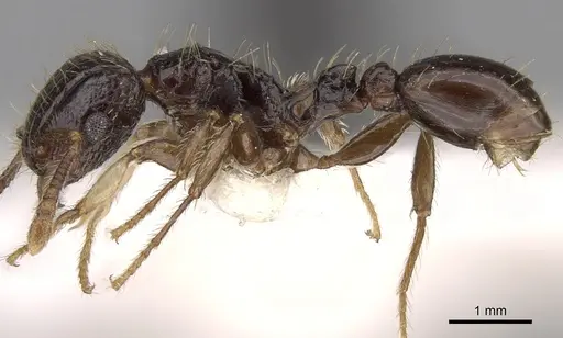 Tetramorium pullulum - CASENT0906124