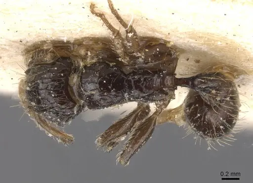 Tetramorium pullulum - RMCAENT000017791