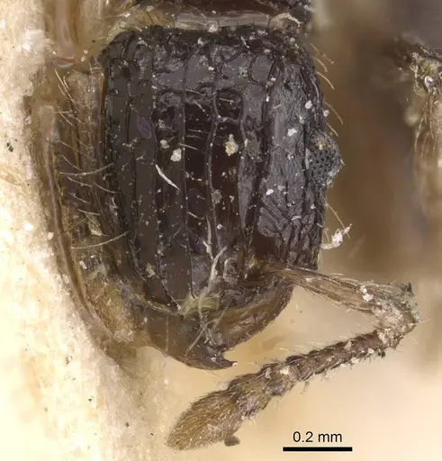 Tetramorium pullulum - RMCAENT000017791