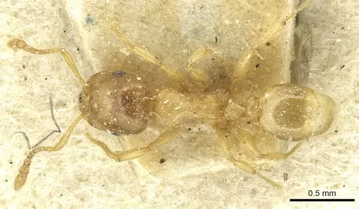 Tetramorium punctatum specimen