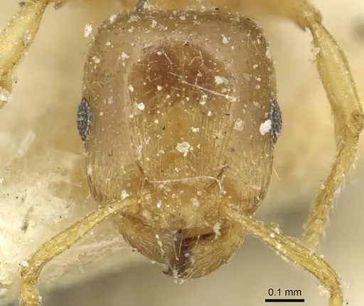 Tetramorium punctatum specimen