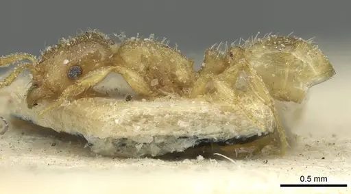 Tetramorium punctatum specimen