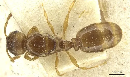 Tetramorium punctatum - CASENT0915053