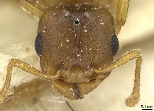 Tetramorium punctatum - CASENT0915053