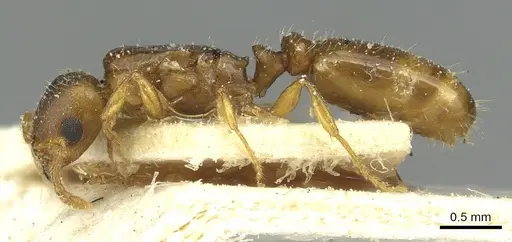 Tetramorium punctatum - CASENT0915053