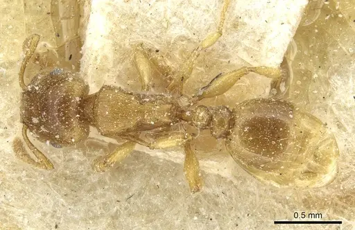 Tetramorium punctatum - CASENT0915054