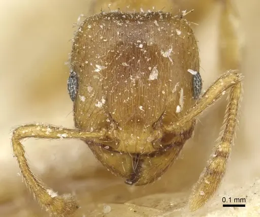 Tetramorium punctatum - CASENT0915054